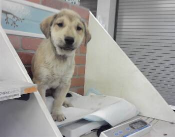 Labrador Retriever and Mixed Breed Dogs Available for Adoption - LUKE | PetCurious