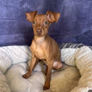 Abigail 6483 -  Chihuahua Dog Available for Adoption in Boca Raton, Florida - Abigail 6483 | PetCurious