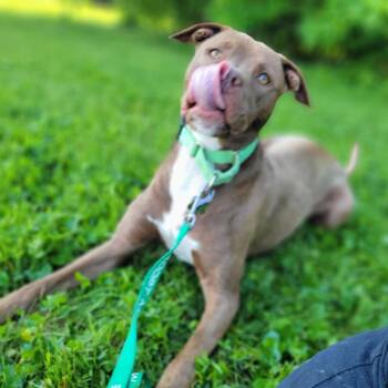 Labrador Retriever and Terrier Dogs Available for Adoption in La Grange, Kentucky - Groot | PetCurious