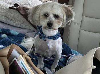 VOLTAIRE* -  Lhasa Apso and Mixed Breed Dog for Adoption in Santa Cruz, California - VOLTAIRE* | PetCurious
