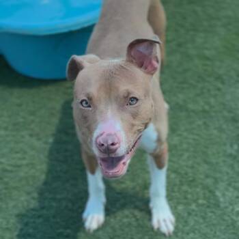 Pit Bull Terrier Dogs Available for Adoption in Los Angeles, California - Cruz A2265567 | PetCurious