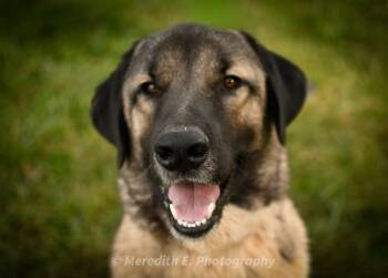 Rescue Turkish Kangal Dogs for Adoption in Seneca, South Carolina - Maverick | PetCurious