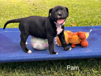Pam -  Labrador Retriever and Pit Bull Terrier Dog for Adoption in Valley Park, Oklahoma - Pam | PetCurious