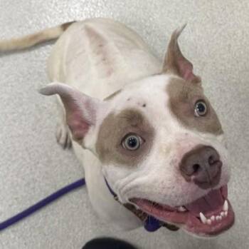 Catalina -  Pit Bull Terrier and Mixed Breed Dog for Adoption in Honolulu, Hawaii - Catalina | PetCurious