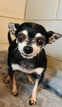 Baby {COMING SOON} -  Chihuahua Dog for Adoption in Nashville, Tennessee - Baby {COMING SOON} | PetCurious