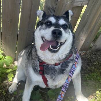 Keeta -  Husky Dog for Adoption in Oakville, Ontario - Keeta | PetCurious