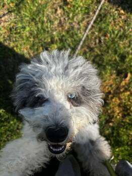 Poodle and Old English Sheepdog Dogs Available for Adoption in Nashville, Tennessee - Lily- COMING SOON | PetCurious