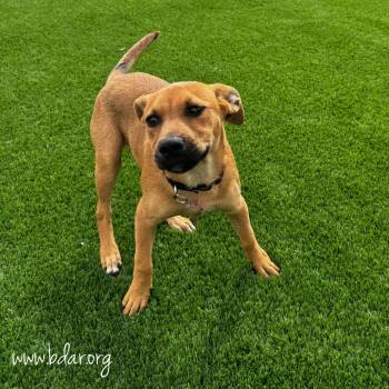 Tandi -  Mixed Breed Dog for Adoption in Cheyenne, Wyoming - Tandi | PetCurious