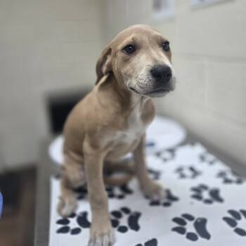 Rescue Mastiff and Retriever Dogs for Adoption in Incline Village, Nevada - Cattywampus | PetCurious