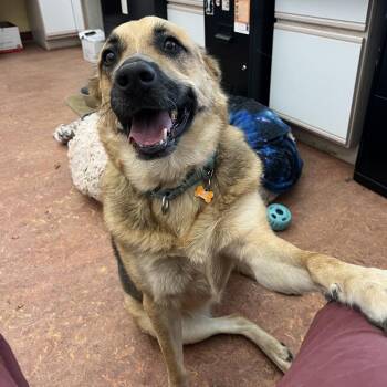 Ruby -  Shepherd and Mixed Breed Dog for Adoption in Glenwood Springs, Colorado - Ruby | PetCurious