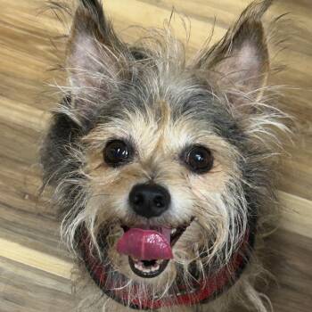 Old Man Jaime -  Yorkshire Terrier and Mixed Breed Dog for Adoption in Rockville, Maryland - Old Man Jaime | PetCurious
