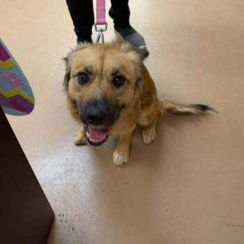 Mixed Breed Dogs Available for Adoption in Gadsden, Alabama - Lucy (Goose) | PetCurious