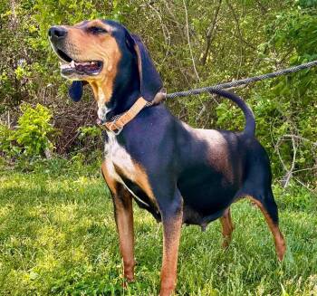 Ladybird -  Hound Dog for Adoption in Waverly, Tennessee - Ladybird | PetCurious