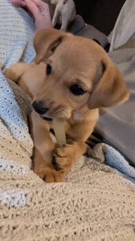 Biscotti -  Chihuahua and Mixed Breed Dog for Adoption in Orlando, Florida - Biscotti | PetCurious