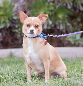 Pug and Chihuahua Dogs Available for Adoption in Palo Alto, California - Starfruit | PetCurious