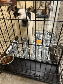 DOC -  English Pointer and Mixed Breed Dog for Adoption in Texas City, Texas - DOC | PetCurious