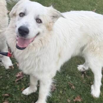 Rescue Great Pyrenees and Mixed Breed Dogs for Adoption in Milwaukee, Wisconsin - Rocky $450 | PetCurious