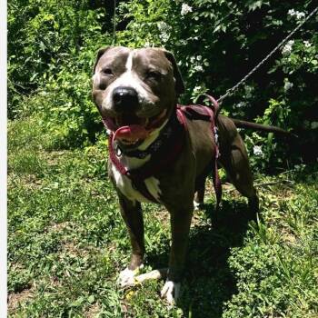 Pit Bull Terrier and Mixed Breed Dogs Available for Adoption in Hagerstown, Maryland - Ace | PetCurious