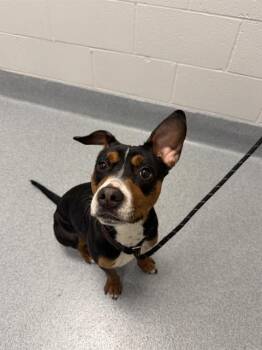 Beagle and Pit Bull Terrier Dogs Available for Adoption in Indianapolis, Indiana - SNICKERS | PetCurious