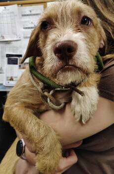 Mastiff and Terrier Dogs Available for Adoption in Saint Clairsville, Ohio - Montana | PetCurious