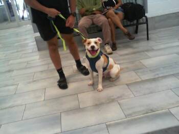 Labrador Retriever and Mixed Breed Dogs Available for Adoption in Charlotte, North Carolina - MILO | PetCurious