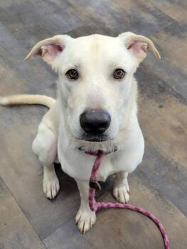 Sulley -  German Shepherd Dog and Labrador Retriever Dog for Adoption in Lisbon, Ohio - Sulley | PetCurious