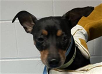 MAHOGANY -  Miniature Pinscher Dog for Adoption in St. Cloud, Florida - MAHOGANY | PetCurious
