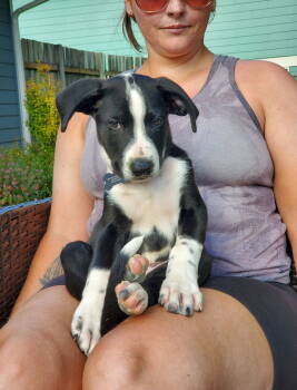 Rescue German Shepherd Dog and Terrier Dogs for Adoption in Bothell, Washington - Glory | PetCurious