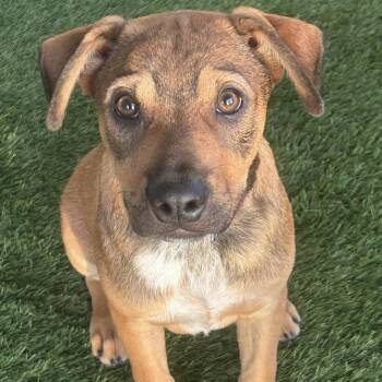 Hoss -  Rottweiler and Australian Cattle Dog Blue Heeler Dog for Adoption in Krum, Texas - Hoss | PetCurious