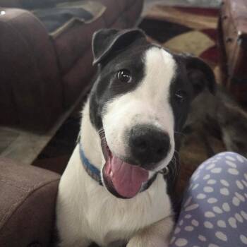 Daytona (Courtesy Listing) -  Pit Bull Terrier and Husky Dog for Adoption in Prescott, Arizona - Daytona (Courtesy Listing) | PetCurious