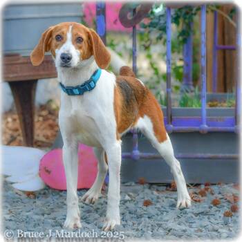 Rescue Hound Dogs for Adoption in Wake Forest, North Carolina - Lina | PetCurious