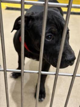 Pit Bull Terrier Dogs Available for Adoption in Derwood, Maryland - PUPPY4 | PetCurious