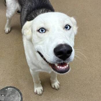 Ryder -  Husky and Mixed Breed Dog for Adoption in Corpus Christi, Texas - Ryder | PetCurious