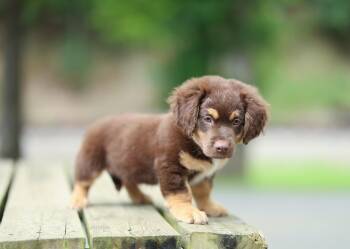 Trout -  Australian Shepherd and Basset Hound Dog for Adoption in Lucedale, Mississippi - Trout | PetCurious