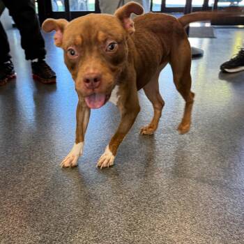 LVH-Stray-14978 -  Mixed Breed Dog for Adoption in Allentown, Pennsylvania - LVH-Stray-14978 | PetCurious