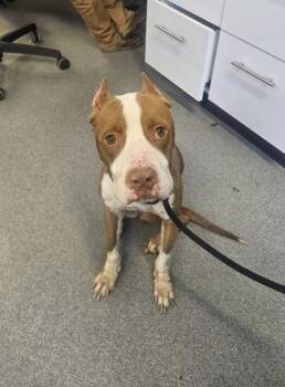 Mixed Breed Dogs Available for Adoption in West Chester, Pennsylvania - Apple Pie | PetCurious