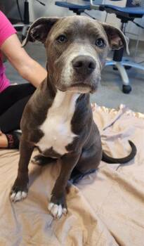 JUNE -  Labrador Retriever and Mixed Breed Dog for Adoption in Brunswick, Georgia - JUNE | PetCurious