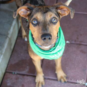 Rescue Catahoula Leopard Dog and Retriever Dogs for Adoption in Washington, District Of Columbia - Sherbert | PetCurious