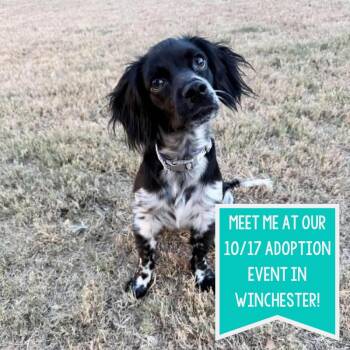 Pebbles Casa -  Spaniel Dog for Adoption in Boston, Massachusetts - Pebbles Casa | PetCurious