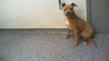 Pit Bull Terrier Dogs Available for Adoption in Charlotte, North Carolina - A1263894 | PetCurious