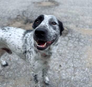 Ox in NH Come Meet our Adoptable Dogs Wednesday-Saturday. More i -  Australian Cattle Dog Blue Heeler Dog for Adoption in Manchester, New Hampshire - Ox In NH Come Meet Our Adoptable Dogs Wednesday-Saturday. More I | PetCurious