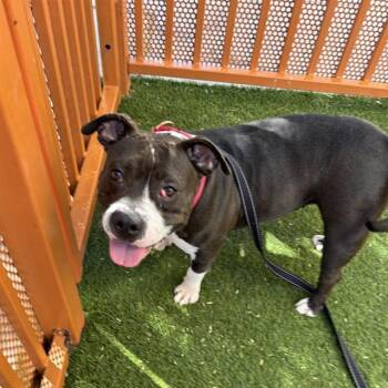LUCY GOOSEY -  American Bulldog Dog for Adoption in Las Vegas, Nevada - LUCY GOOSEY | PetCurious