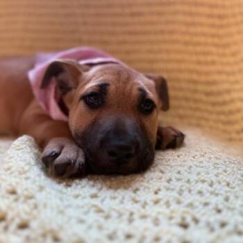 Pit Bull Terrier and Labrador Retriever Dogs Available for Adoption - June Bandera | PetCurious