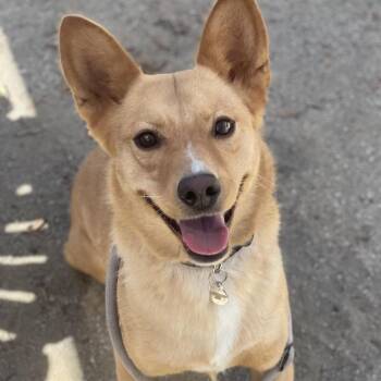 Goldie -  Cardigan Welsh Corgi and Mixed Breed Dog for Adoption in Riverside, California - Goldie | PetCurious