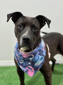 Pit Bull Terrier and Black Labrador Retriever Dogs Available for Adoption - Smores | PetCurious