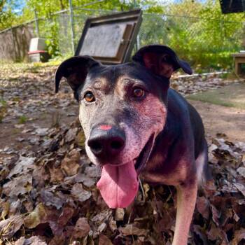 Briggs -  Mixed Breed Dog for Adoption in Walker, Michigan - Briggs | PetCurious