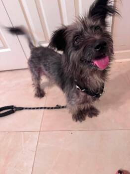 Molly -  Terrier Dog for Adoption in Little Rock, Arkansas - Molly | PetCurious