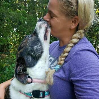Lady Bug -  Hound Dog for Adoption in Springfield, Missouri - Lady Bug | PetCurious