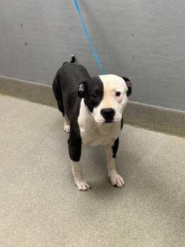 Pit Bull Terrier Dogs Available for Adoption in Las Vegas, Nevada - GREICO | PetCurious
