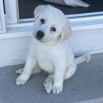 Great Pyrenees and Mixed Breed Dogs Available for Adoption in Parker, Colorado - 524 (2026) Wooly | PetCurious